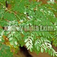 Fresh Moringa Oleifera Leaves