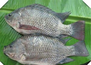 Tilapia Fish