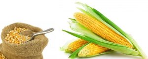 Maize