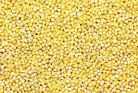 Yellow Millet Seeds