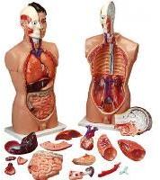 human body part models