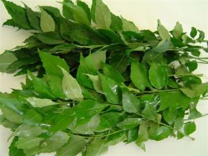 Curry Leaf oil