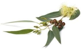 Eucalyptus Globulus Oil