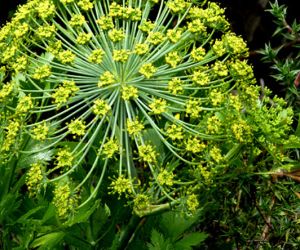 Galbanum Essential Oil