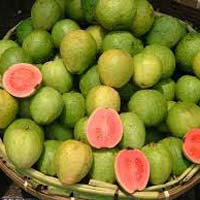 Fresh Guava