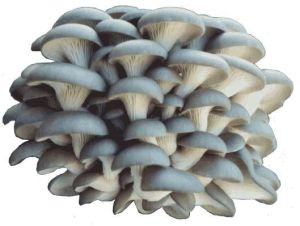 Blue Oyster Mushroom