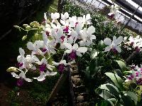 orchid lane