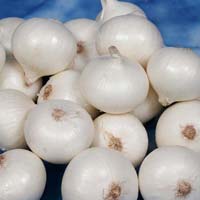 Fresh White Onion