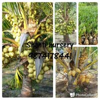 Malaysian Coconut Plant