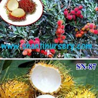 Rambutan Plants