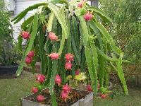 dragon fruit plant