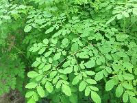 Moringa