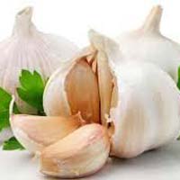 Fresh Garlic