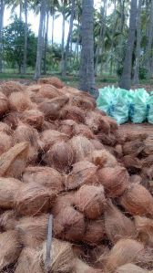 Semi Husked Coconuts