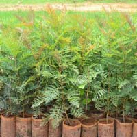 Malabar Neem Plants