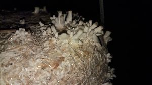 Dried Oyster Mushroom
