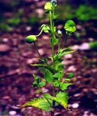 Aconitum Heterophyllum