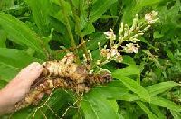 alpinia galangal