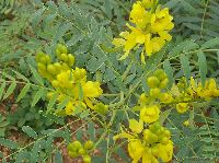 Cassia Angustifolia