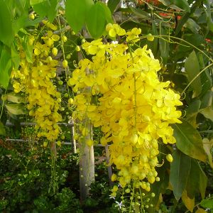 Cassia Fistula