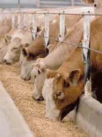 Cattle Feeds