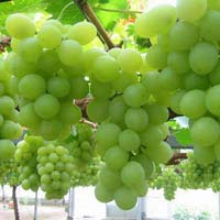 Grapes