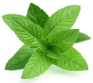 Mint Leaves