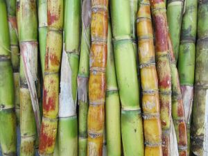 Sugar Cane Sticks