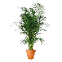 Areca Palm Plant