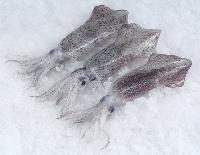 Frozen Squid