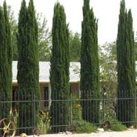 Columnar Evergreen Plants