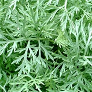 Davana Oil, Artemisia pallens