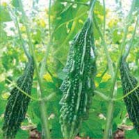 SAHIB ABIH-77 Hybrid Bitter Gourd Seeds