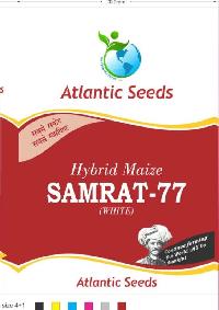 Samrat-77 Hybrid White Maize Seeds