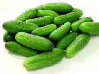 Fresh Gherkins