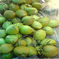 Green Tender Coconut