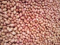 Groundnut