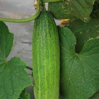 Hybrid Cucumber Seeds