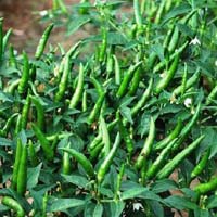 Gagan F1 Rasi Hot Pepper Seed