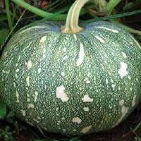 Hybrid Pumpkin Seeds