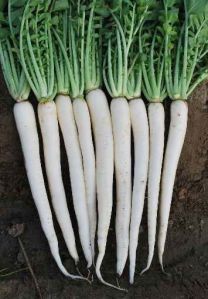 Hybrid Radish Seeds