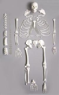 bone sets