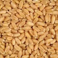 Wheat Seeds