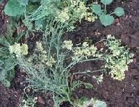 Cauliflower Seeds