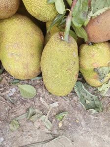 Jackfruit