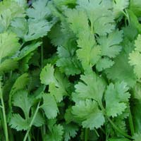 Fresh Coriander Leaves