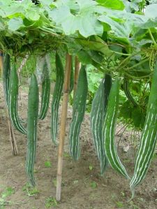 Fresh Snake Gourd