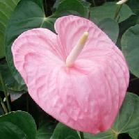 Anthurium Flower