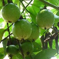 Guava Plant