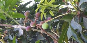 Mango Plant